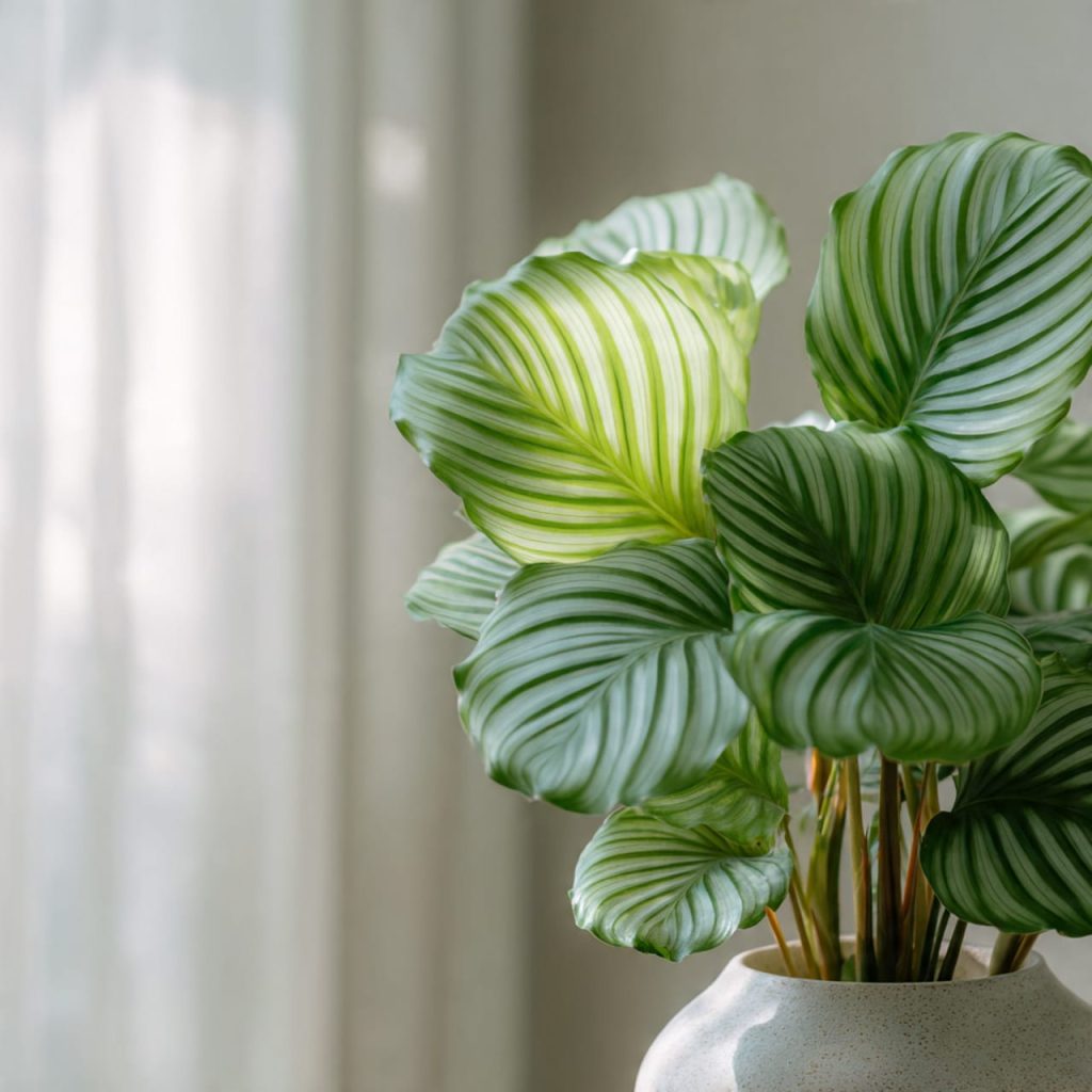Calathea Orbifolia with large striped leaves bringing calm and elegance to an indoor space.