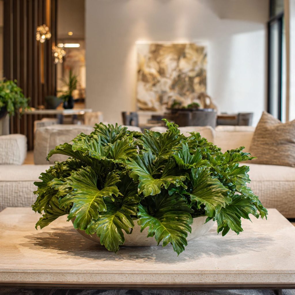 Philodendron Shangri La with textured ruffled leaves used as a center piece plant.